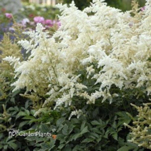 Picture of Astilbe 'Deutschland' False Spirea - One Quart Pot