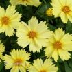 Picture of Coreopsis 'SOLANA™ GLOW' Tickseed - One Quart Pot
