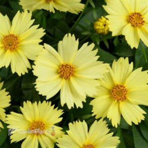Picture of Coreopsis 'SOLANA™ GLOW' Tickseed - One Quart Pot