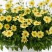 Picture of Coreopsis 'SOLANA™ GLOW' Tickseed - One Quart Pot