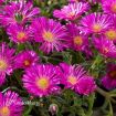 Picture of Delosperma 'Ocean Sunset™ Violet' Ice Plant - One Quart Pot