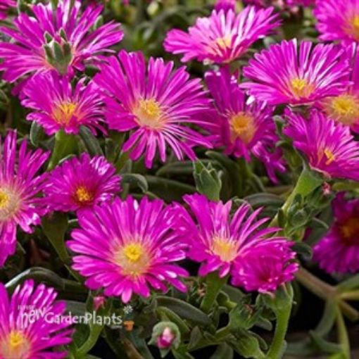 Picture of Delosperma 'Ocean Sunset™ Violet' Ice Plant - One Quart Pot