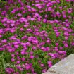 Picture of Delosperma 'Ocean Sunset™ Violet' Ice Plant - One Quart Pot