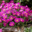 Picture of Delosperma 'Ocean Sunset™ Violet' Ice Plant - One Quart Pot