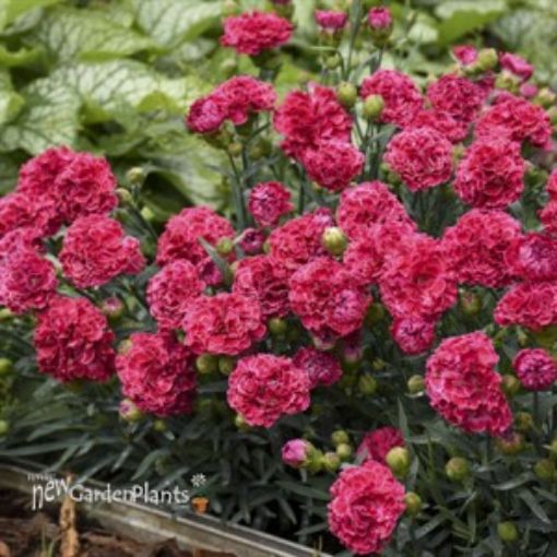 Dianthus 'Raspberry Ruffles' FRUIT PUNCH® Series - One Quart Pot. New ...