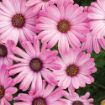 Picture of Osteospermum 'Bright Lights™ Pink' African Daisy - 4.5" Pot