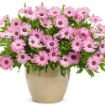 Picture of Osteospermum 'Bright Lights™ Pink' African Daisy - 4.5" Pot