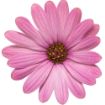 Picture of Osteospermum 'Bright Lights™ Pink' African Daisy - 4.5" Pot