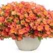 Picture of Supertunia 'Persimmon' Petunia - 4.5" Pot