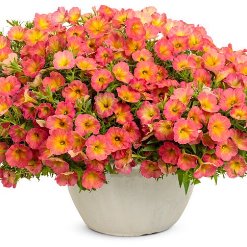 Picture of Supertunia 'Persimmon' Petunia - 4.5" Pot