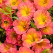 Picture of Supertunia 'Persimmon' Petunia - 4.5" Pot