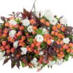Picture of Supertunia 'Persimmon' Petunia - 4.5" Pot