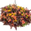 Picture of Supertunia 'Persimmon' Petunia - 4.5" Pot