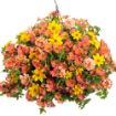 Picture of Supertunia 'Persimmon' Petunia - 4.5" Pot