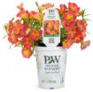 Picture of Supertunia 'Persimmon' Petunia - 4.5" Pot