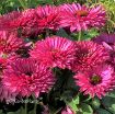 Picture of Echinacea Sunseekers® 'Sweet Fuchsia' PPAF Coneflower - One Quart Pot