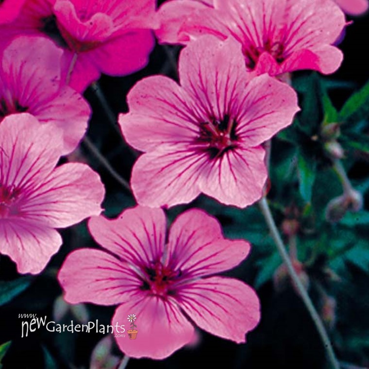 Geranium 'Patricia' Perennial - One Quart Pot. New Garden Plants