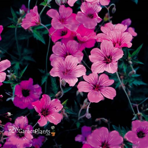 Geranium 'Patricia' Perennial - One Quart Pot. New Garden Plants