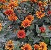 Picture of Heliopsis 'Bleeding Hearts' False Sunflower - One Quart Pot