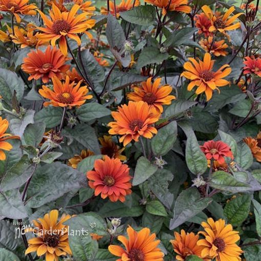 Picture of Heliopsis 'Bleeding Hearts' False Sunflower - One Quart Pot