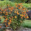 Picture of Heliopsis 'Bleeding Hearts' False Sunflower - One Quart Pot