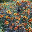 Picture of Heliopsis 'Bleeding Hearts' False Sunflower - One Quart Pot
