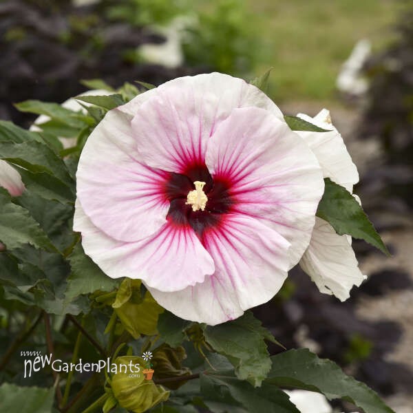 Hibiscus 'Angel Eyes' Rose Mallow - One Quart Pot. New Garden Plants