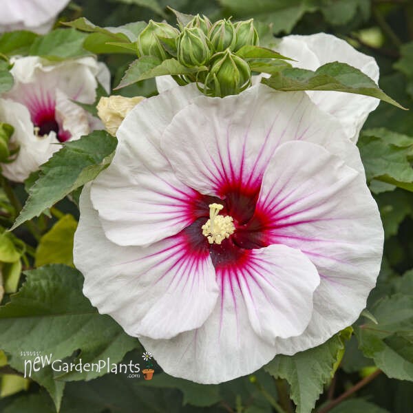 Hibiscus 'Angel Eyes' Rose Mallow - One Quart Pot. New Garden Plants