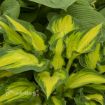 Picture of Hosta 'Happy Dayz' - One Quart Pot Hostas