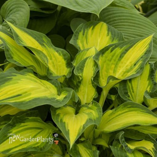 Picture of Hosta 'Happy Dayz' - One Quart Pot Hostas