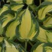 Picture of Hosta 'Happy Dayz' - One Quart Pot Hostas