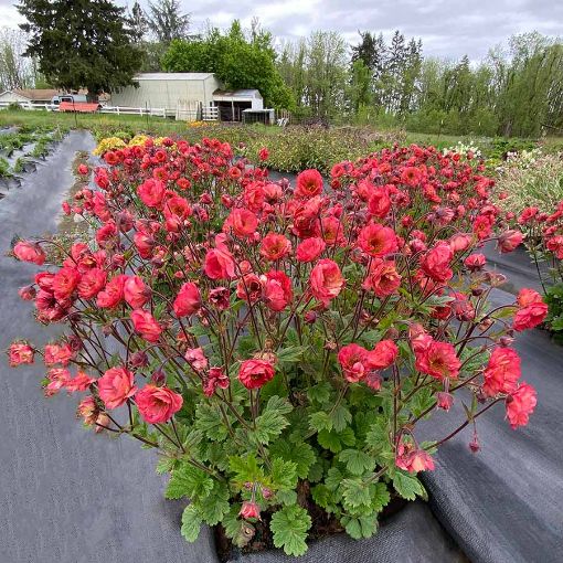 Picture of Geum 'Tempo™ Coral' - One Quart Pot