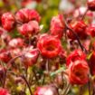 Picture of Geum 'Tempo™ Coral' - One Quart Pot