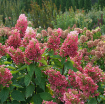 Picture of Hydrangea 'Pinky Winky Prime®' - One Quart Pot