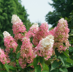 Picture of Hydrangea 'Pinky Winky Prime®' - One Quart Pot
