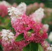 Picture of Hydrangea 'Pinky Winky Prime®' - One Quart Pot