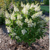 Picture of Hydrangea 'Pinky Winky Prime®' - One Quart Pot