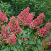 Picture of Hydrangea 'Pinky Winky Prime®' - One Quart Pot