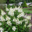 Picture of Hydrangea 'Pinky Winky Prime®' - One Quart Pot