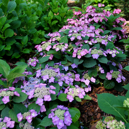 Picture of Hydrangea 'Tuff Stuff Top Fun™' - One Quart Pot