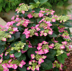 Picture of Hydrangea 'Tuff Stuff Top Fun™' - One Quart Pot
