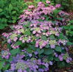 Picture of Hydrangea 'Tuff Stuff Top Fun™' - One Quart Pot