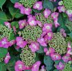 Picture of Hydrangea 'Tuff Stuff Top Fun™' - One Quart Pot
