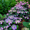 Picture of Hydrangea 'Tuff Stuff Top Fun™' - One Quart Pot