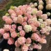 Picture of Hydrangea 'Fire Light Tidbit®' - One Quart Pot