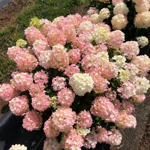 Picture of Hydrangea 'Fire Light Tidbit®' - One Quart Pot