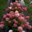 Picture of Hydrangea 'Fire Light Tidbit®' - One Quart Pot