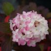 Picture of Hydrangea 'Fire Light Tidbit®' - One Quart Pot