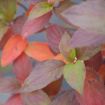 Picture of Hydrangea 'Fire Light Tidbit®' - One Quart Pot