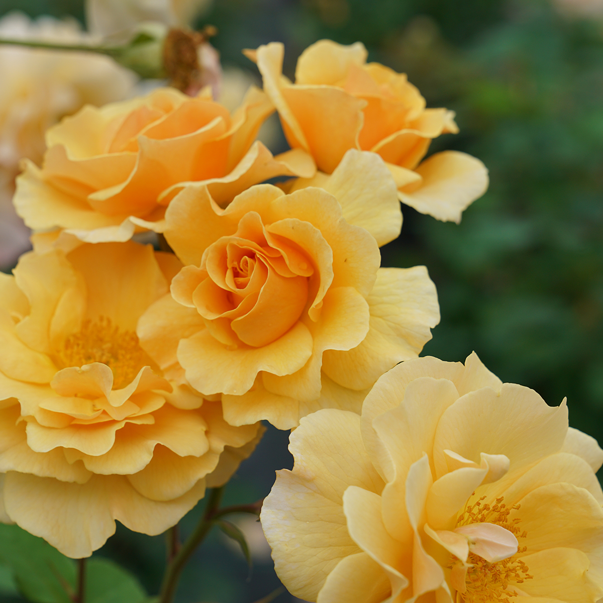 Rose 'RISE UP® Amberness®' Climbing Rose - One Quart Pot. New Garden Plants
